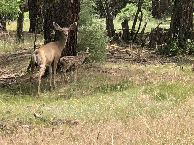 Block 2 Lot 24 Brazos Estates : Chama : Rio Arriba County : New Mexico