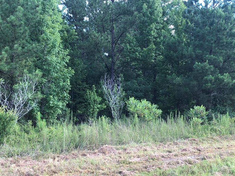 3 Acre Land Tract in Laurens County : East Dublin : Laurens County : Georgia