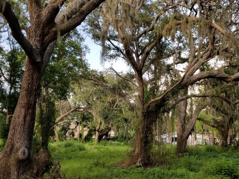 Gorgeous 9.23 Acres with Potential : New Port Richey : Pasco County : Florida