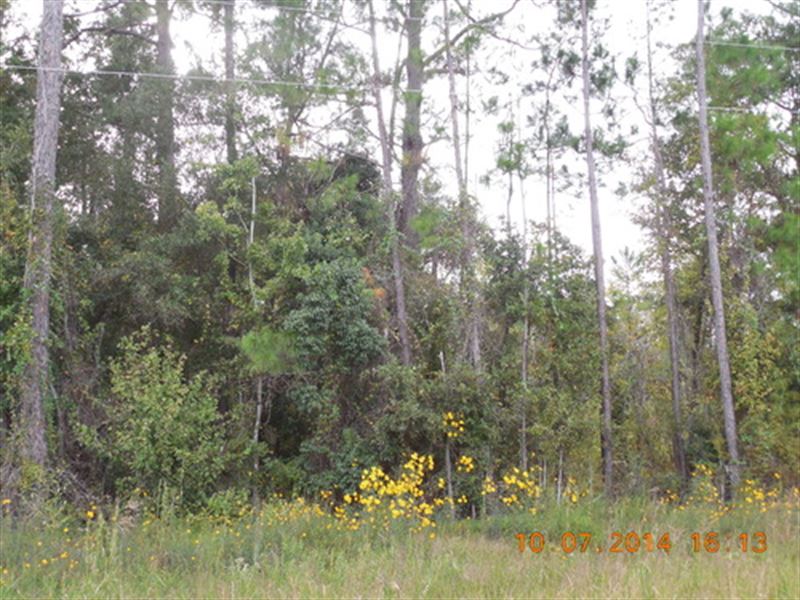 15.56 Acres A-549 : Hawthorne : Alachua County : Florida