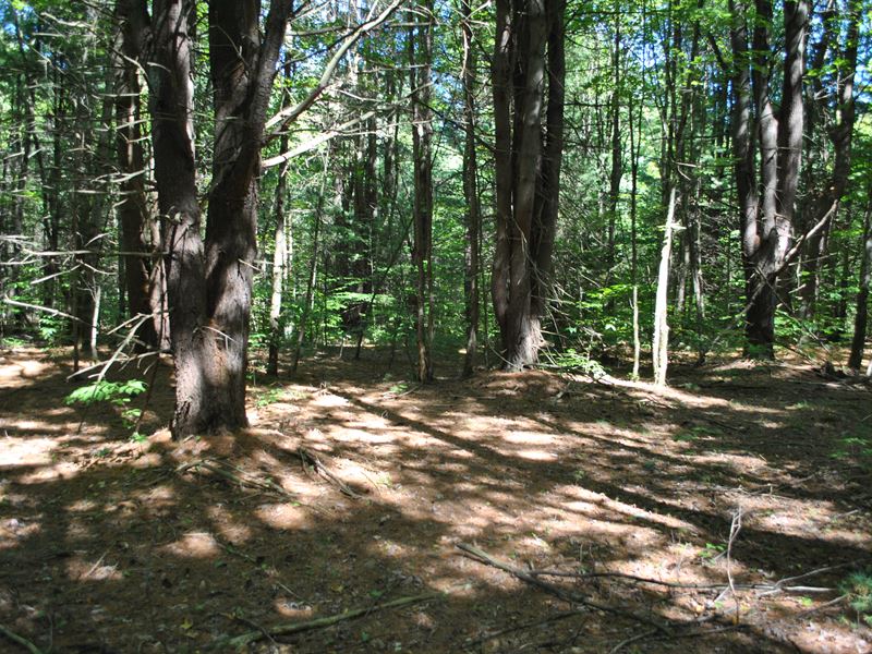 Pine-Wooded Lot for Building 3 : Vienna : Oneida County : New York