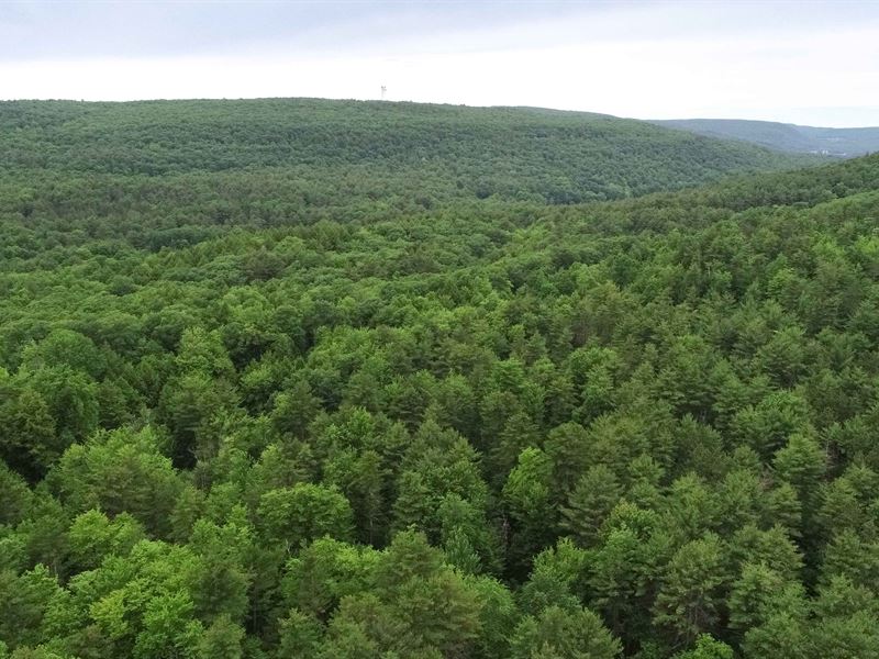 Building Site in The Woods : Coeymans : Albany County : New York