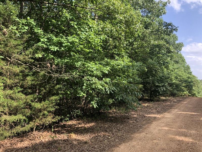 16 Acres, Hunting Land, Smithvil : Smithville : Sharp County : Arkansas