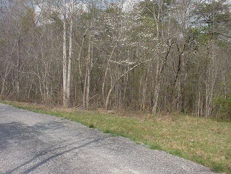 3 Ac Adjoining Little River Canyon : Fort Payne : DeKalb County : Alabama