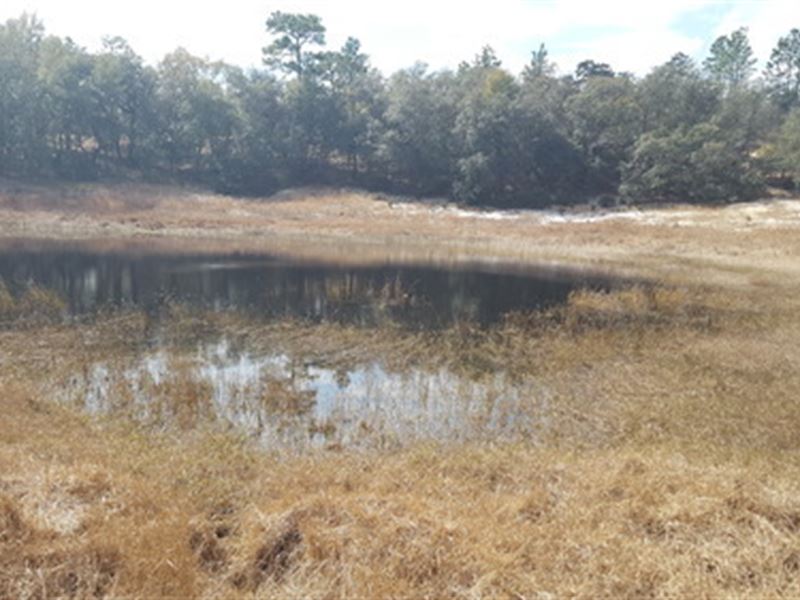 5 Ac Parcel in Melrose Landing : Hawthorne : Putnam County : Florida