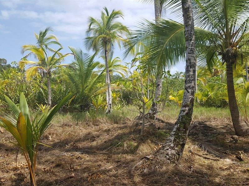 Very Affordable Coastal Lot, Bocas : Panama