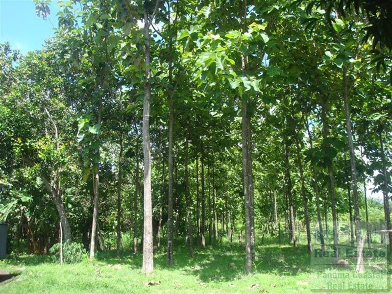 5 Hectar Teak Farm Penonome, Land : Panama
