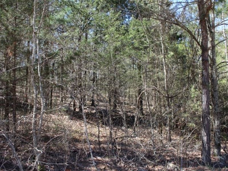Five Acre Building Tract for Sale : Timbo : Stone County : Arkansas