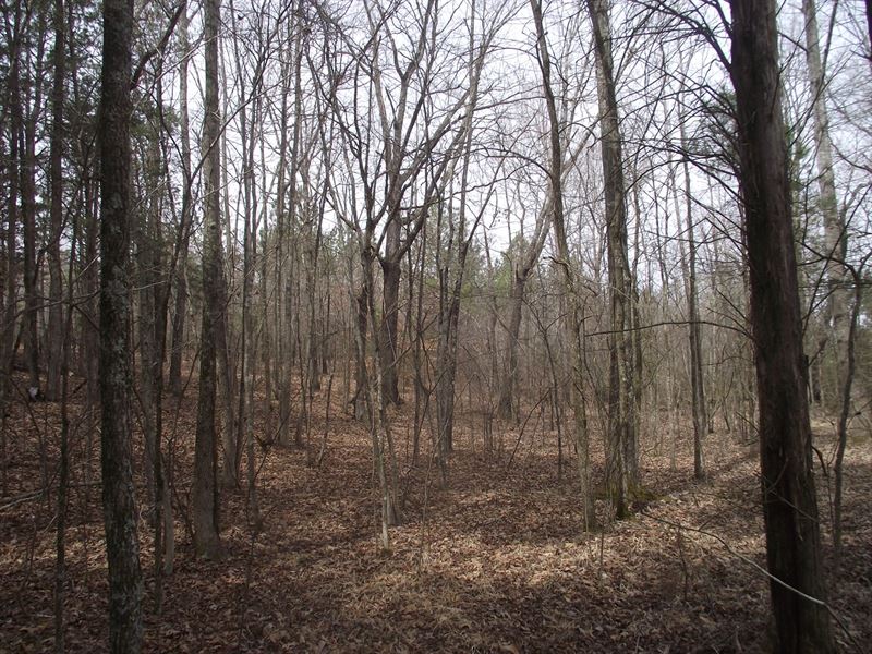 Wooded Land Outside Adamsville Tn : Adamsville : McNairy County : Tennessee