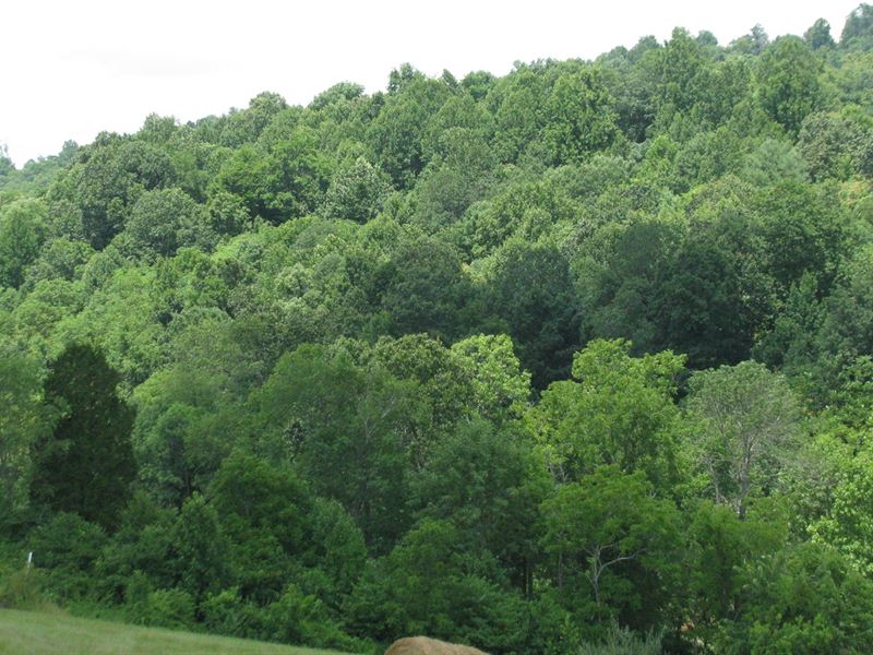 Recreation Land Near New River : Max Meadows : Wythe County : Virginia