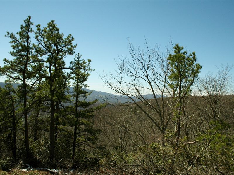 7.9 Ac. in Highland County Mountain : Monterey : Highland County : Virginia