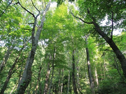 Wooded Tract Blue Ridge Mountains : Independence : Grayson County : Virginia