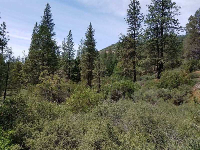 Northern California Property Mature : Fort Jones : Siskiyou County : California