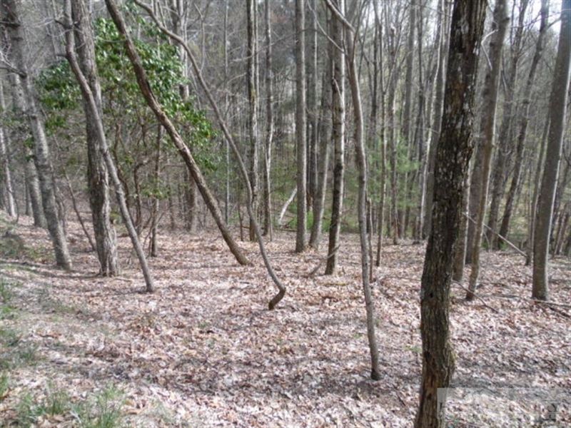 Mountain Lot, Wooded & Sloping : Sparta : Alleghany County : North Carolina