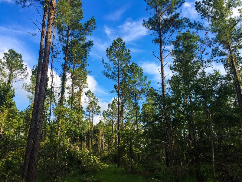 Carroll Tract North : Ridgeville : Dorchester County : South Carolina