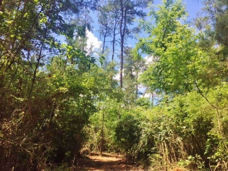 20 Acres Rural Land For Sale In Sw : McComb : Pike County : Mississippi