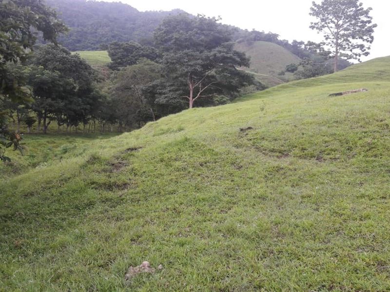 2 Hectares Ocean View Cambutal : Panama