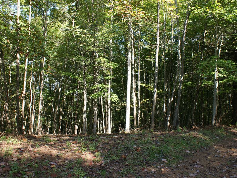 5.03 Secluded Acres, Wooded : Galax : Grayson County : Virginia
