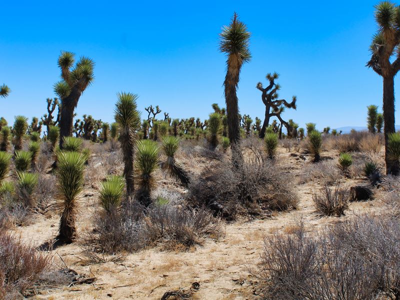 Heisenberg Blue Sky Dreams : Lancaster : Los Angeles County : California