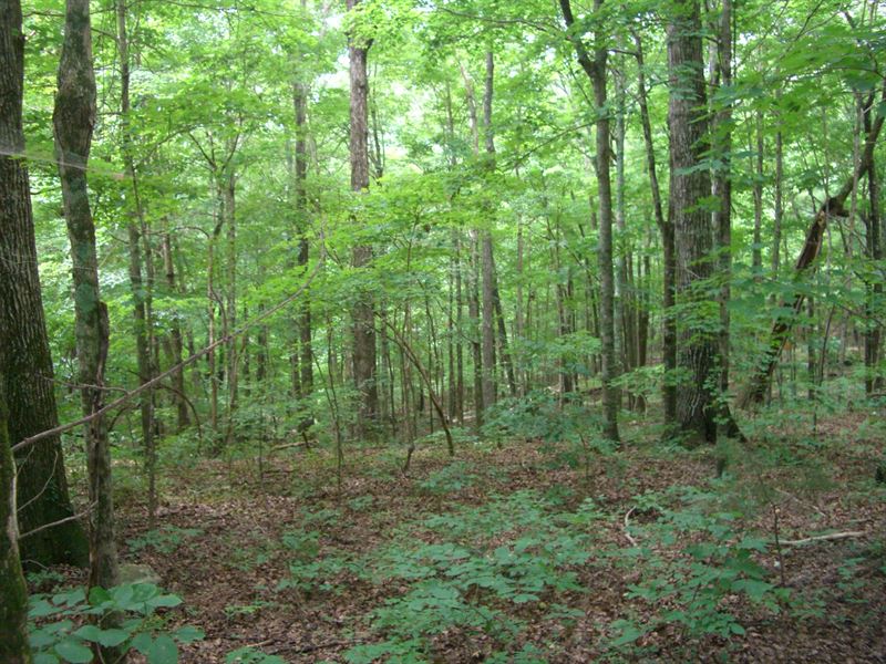 Wooded Acreage On Hwy 35 : Scottsboro : Jackson County : Alabama