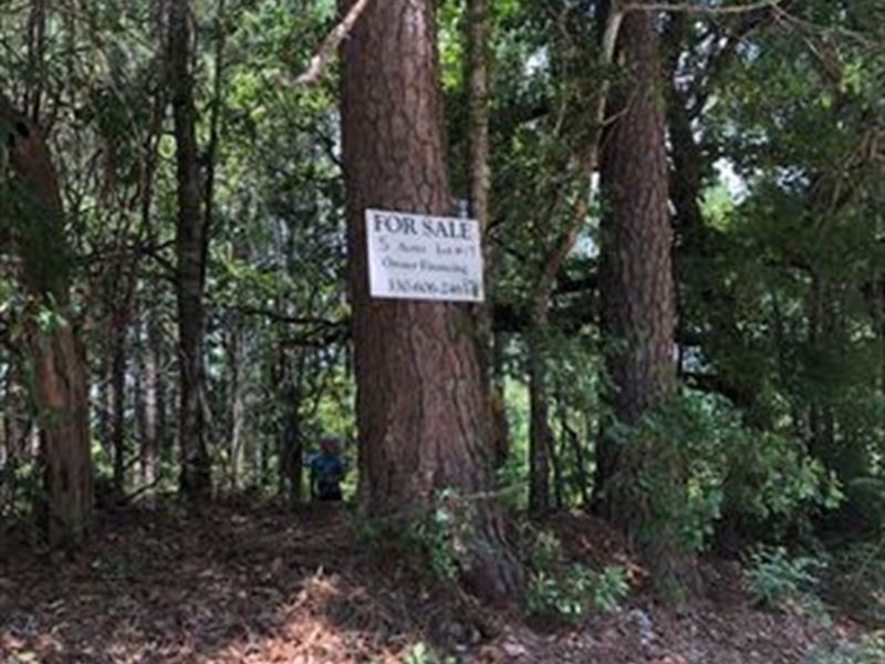 5 Wooded Acres : Saint Matthews : Calhoun County : South Carolina