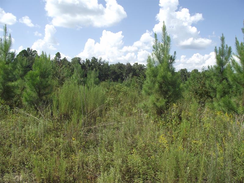 Summertown Country Estates 17 : Summertown : Emanuel County : Georgia