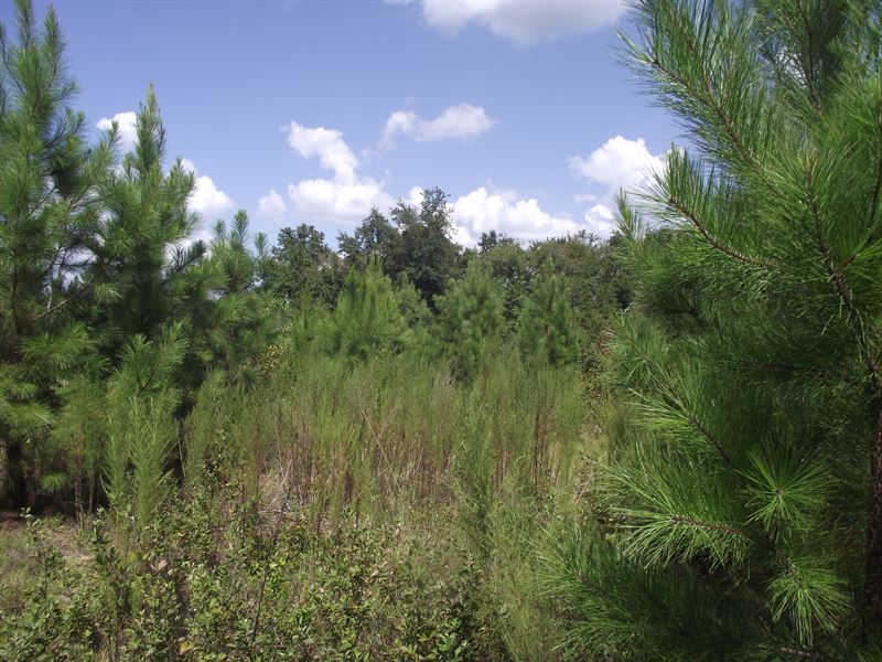 Summertown Country Estates 9 : Summertown : Emanuel County : Georgia