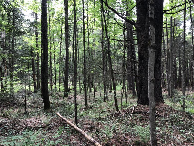 Camp Spot Near Cold Brook : Salisbury : Herkimer County : New York