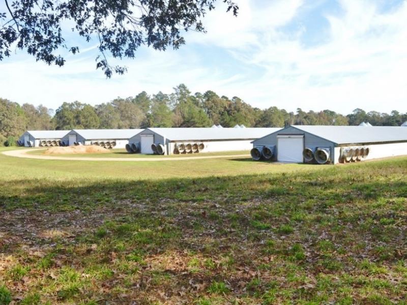 4 House Broiler Poultry Farm for Sa : Summit : Pike County : Mississippi