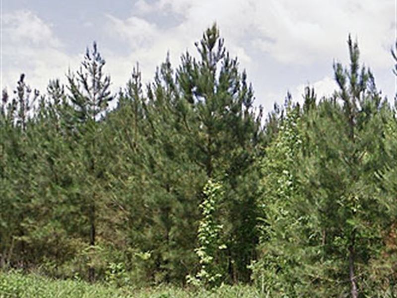 Beautiful Treed Lot with Space : Chappells : Newberry County : South Carolina