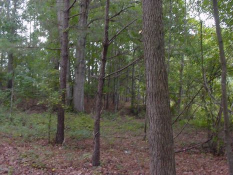 Beatiful Unrestricted 2.2 Acre Lot : Montgomery : Montgomery County : Alabama