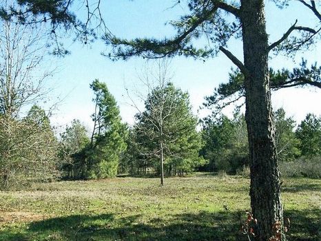 10 acre lots Pine Level 231-lot 1 : Ramer : Montgomery County : Alabama