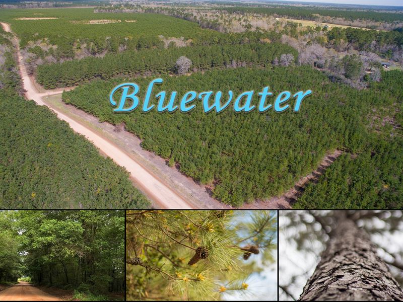 16 Acres Bluewater T2-13 : Livingston : Polk County : Texas