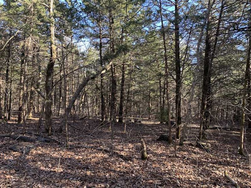 Great Laying 12.08 Acres with Grea : Gravois Mills : Morgan County : Missouri