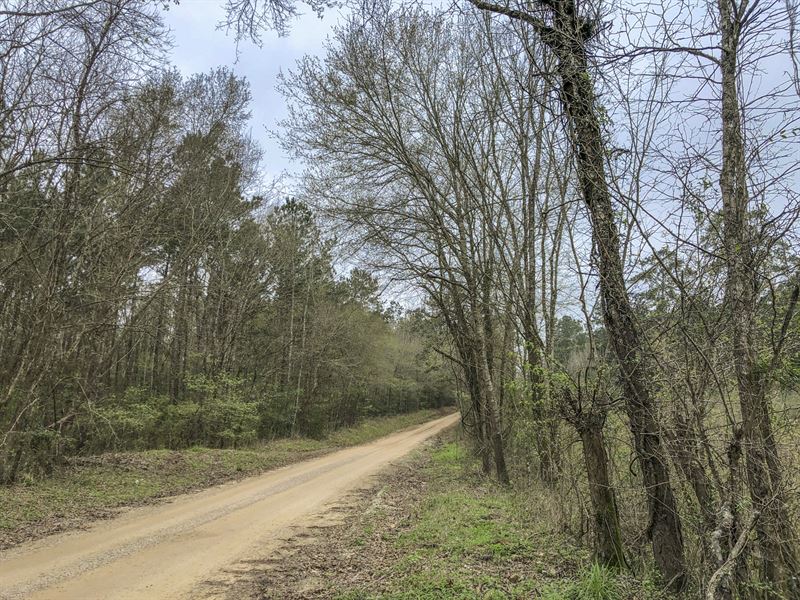 16 Ac Wilderness Road : Point Blank : San Jacinto County : Texas