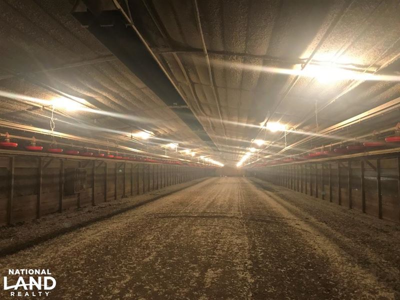 Reevesville Chicken Farm : Bowman : Orangeburg County : South Carolina