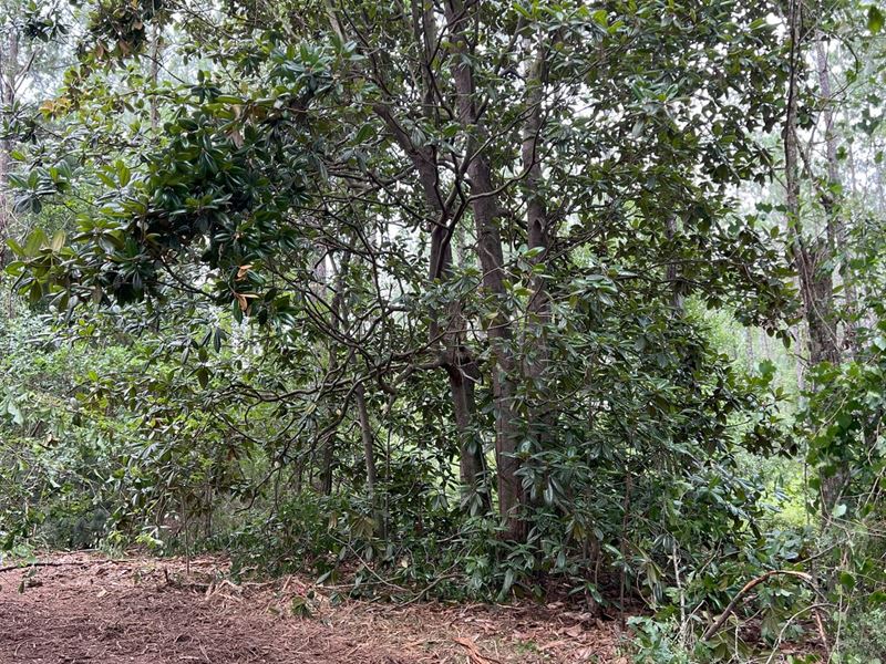 Lot 2 Gap Weekley Farms : Perdido : Baldwin County : Alabama