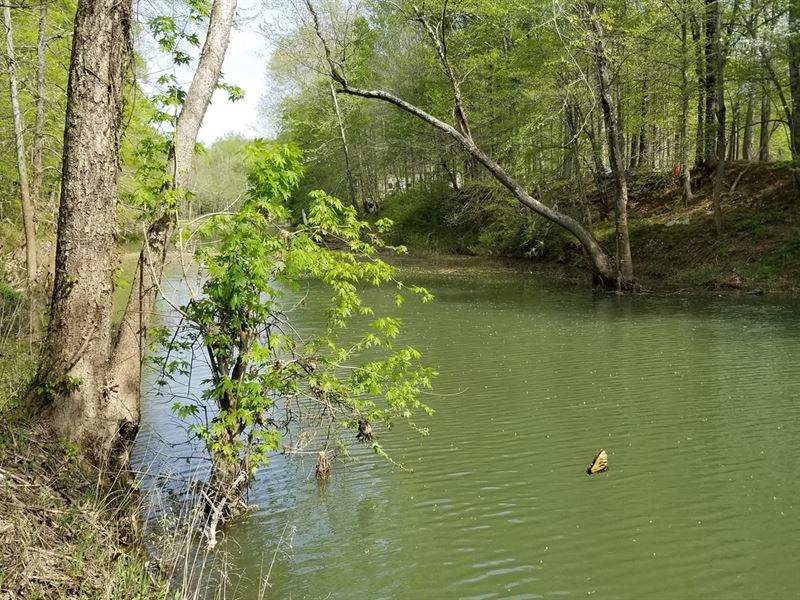 One Acre Lot Buffalo River Perry : Lobelville : Perry County : Tennessee