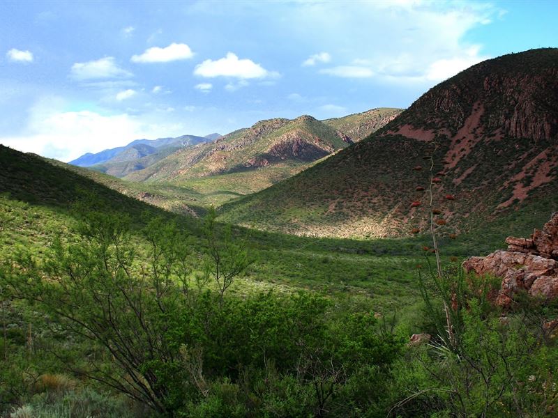 Beautiful West, Horses Ok, $125/M : Douglas : Cochise County : Arizona
