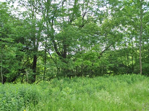 Madison County Wooded Lot : Madison : New York