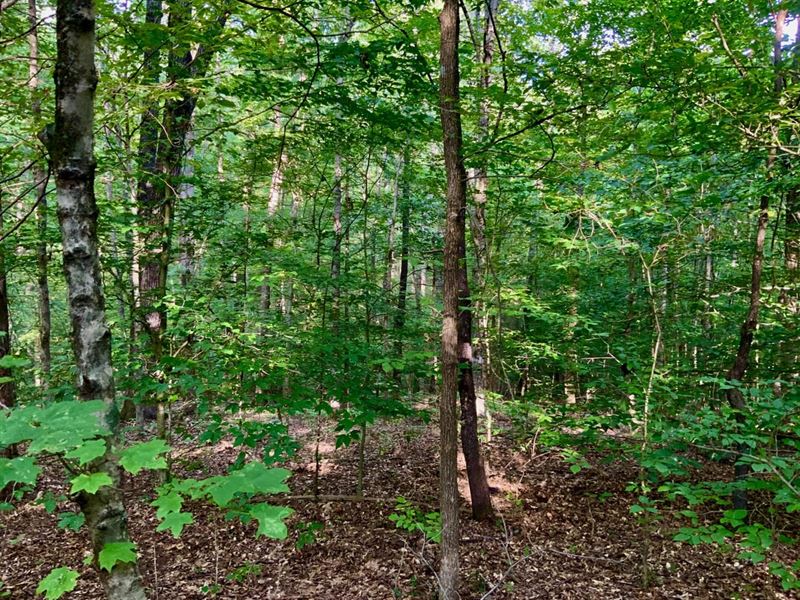 4.3 Acre Wooded Lot Near Lake Barkl : Dover : Stewart County : Tennessee