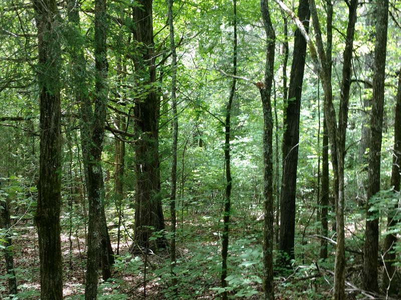 Rolling Hills and Creek Views : Elberton : Elbert County : Georgia