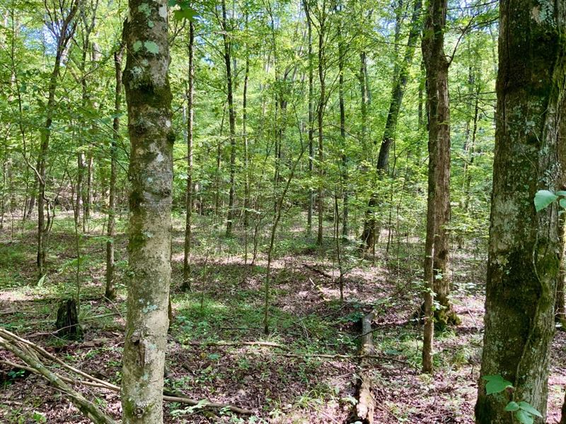 Unrestricted 5 Acre Lot Near Kentuc : Waverly : Humphreys County : Tennessee