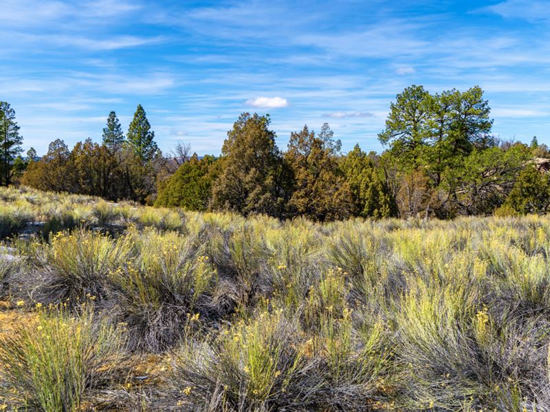 Homesite Near National Forest Land : Grants : Cibola County : New Mexico