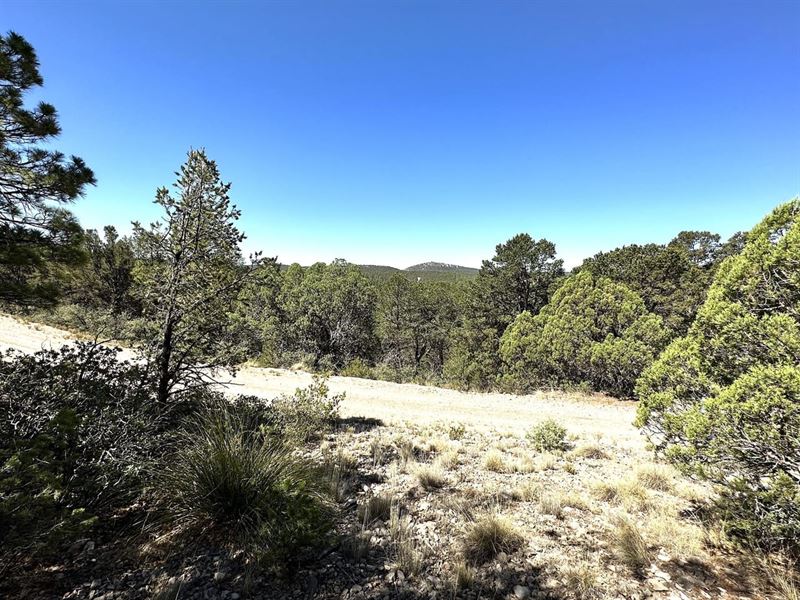 Pickerel Drive Timberon Lot : Timberon : Otero County : New Mexico