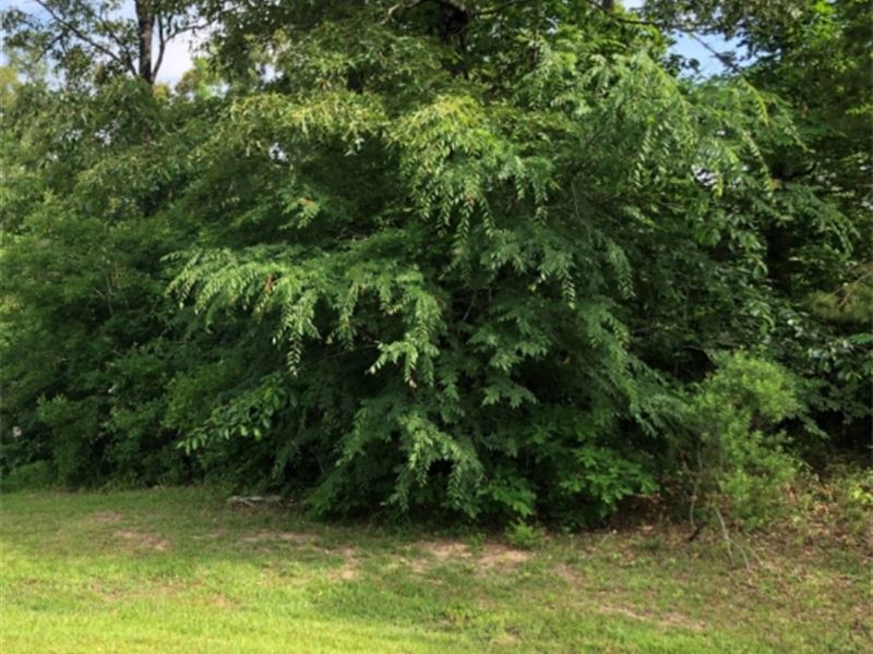 .83 Acre Lot in Hinds County in Mal : Raymond : Hinds County : Mississippi