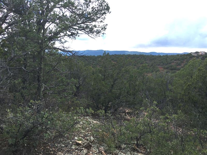 Wooded Lot Tijeras Canyon : Tijeras : Bernalillo County : New Mexico
