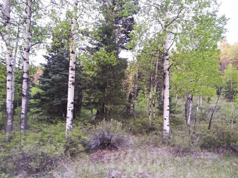 Aspens and Evergreens : San Luis : Costilla County : Colorado