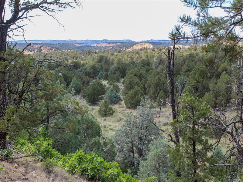 Narranjo Creek, Hidden 20 : La Jara : Sandoval County : New Mexico