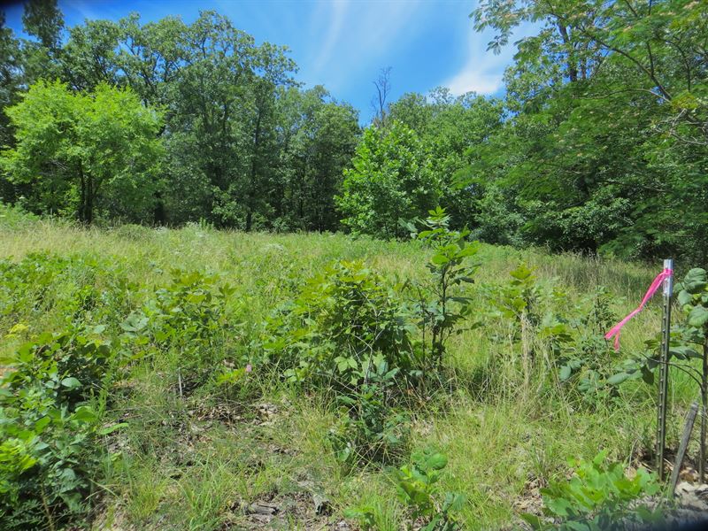 Land for Sale in Alton Missouri : Alton : Oregon County : Missouri